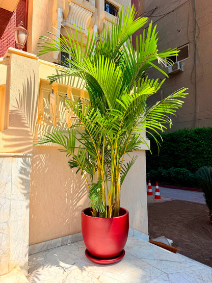 Areca Palm