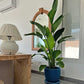 Strelitzia nicolai