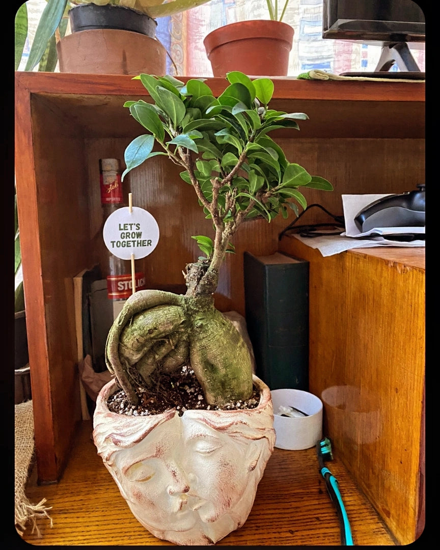 Ficus Bonsai