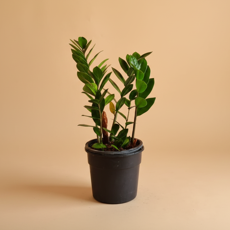 ZZ Plant - Plantcultcairo