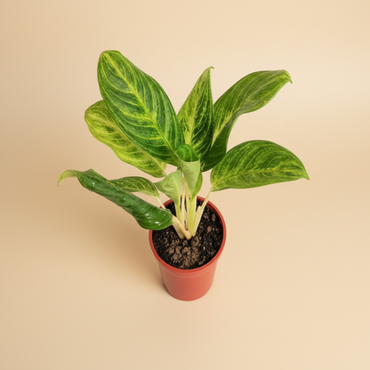 Aglaonema Brilliant - Plantcultcairo