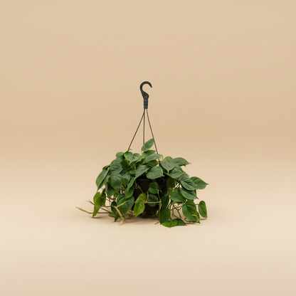 Philodendron Heart-leaf  Hang - Plantcultcairo