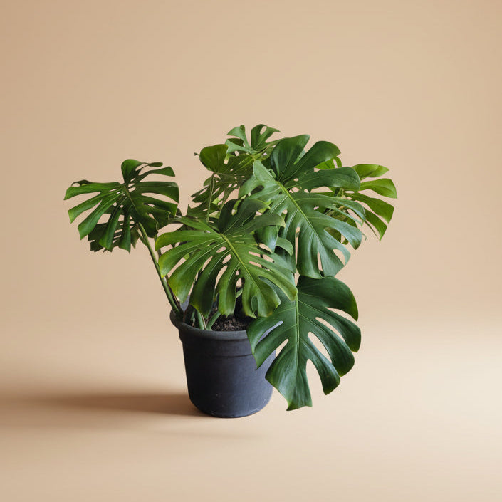 free monstera deliciosa Monstera Deliciosa