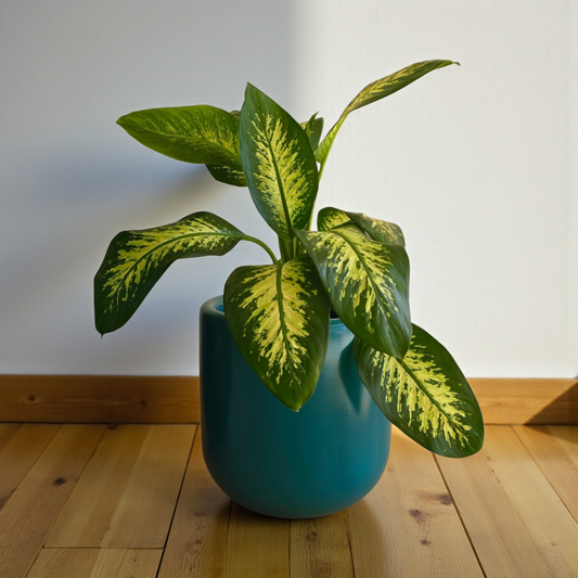 Dieffenbachia Tropic Snow