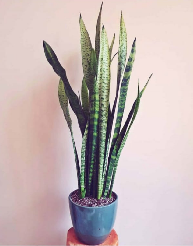 Sansevieria Zeylanica