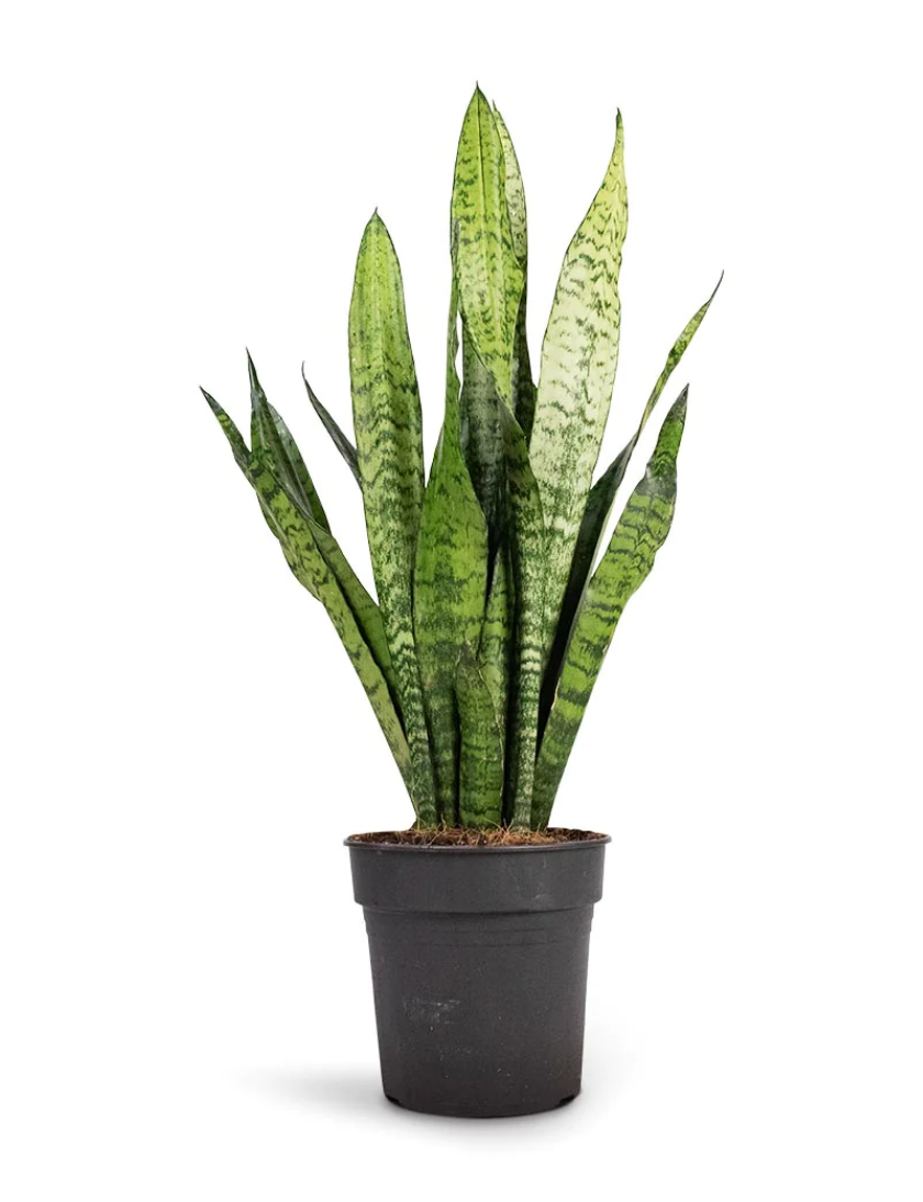 Sansevieria Zeylanica