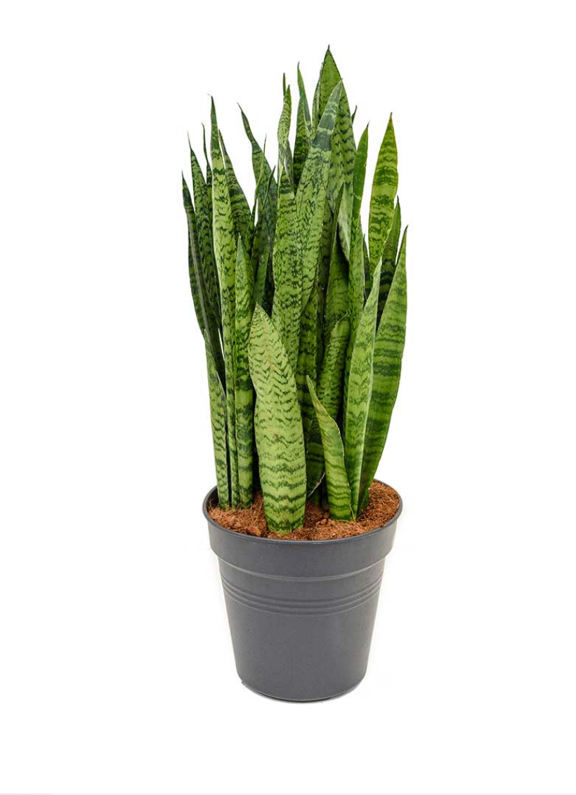 Sansevieria Zeylanica