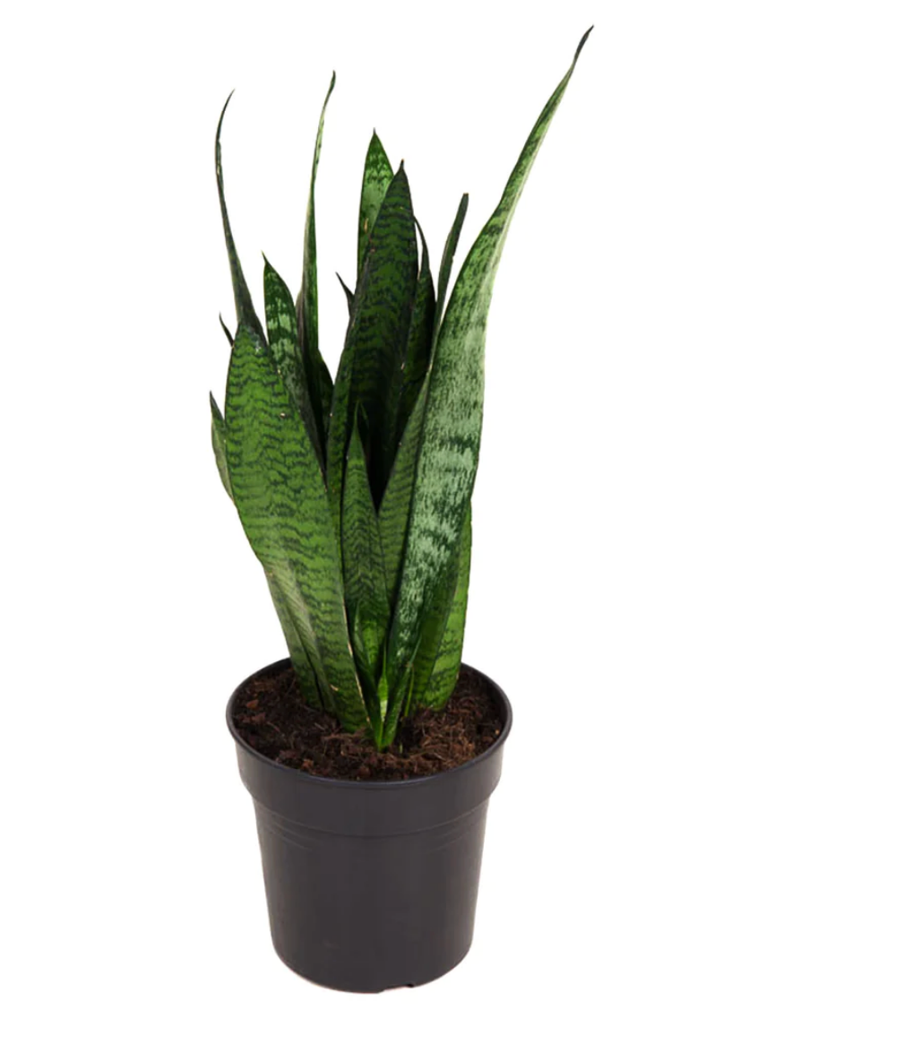 Sansevieria Zeylanica