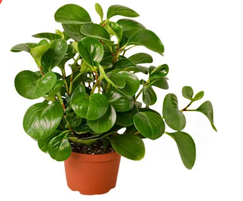 Peperomia obtusifolia