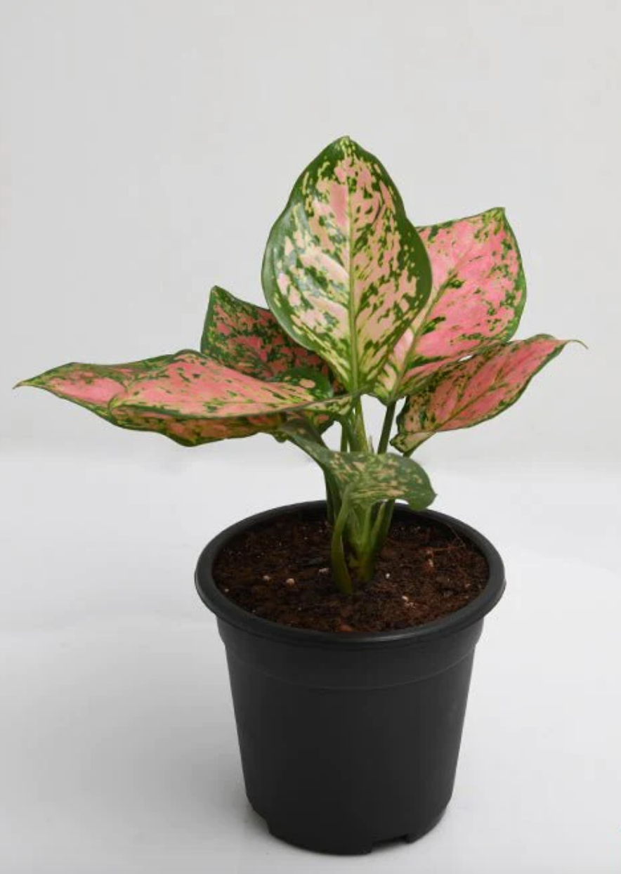 Aglaonema Pink Dalmatian