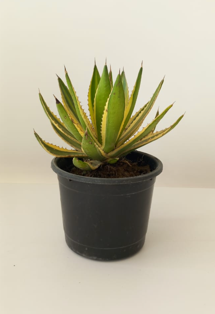 American Aloe