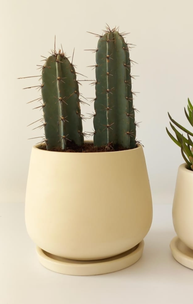 Stenocereus Griseus Cactus Small/Medium