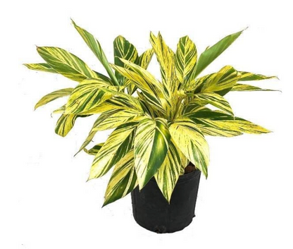 Alpinia, Variegated