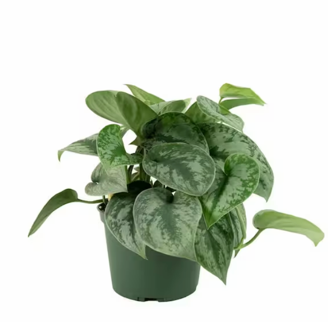 Silver Pothos