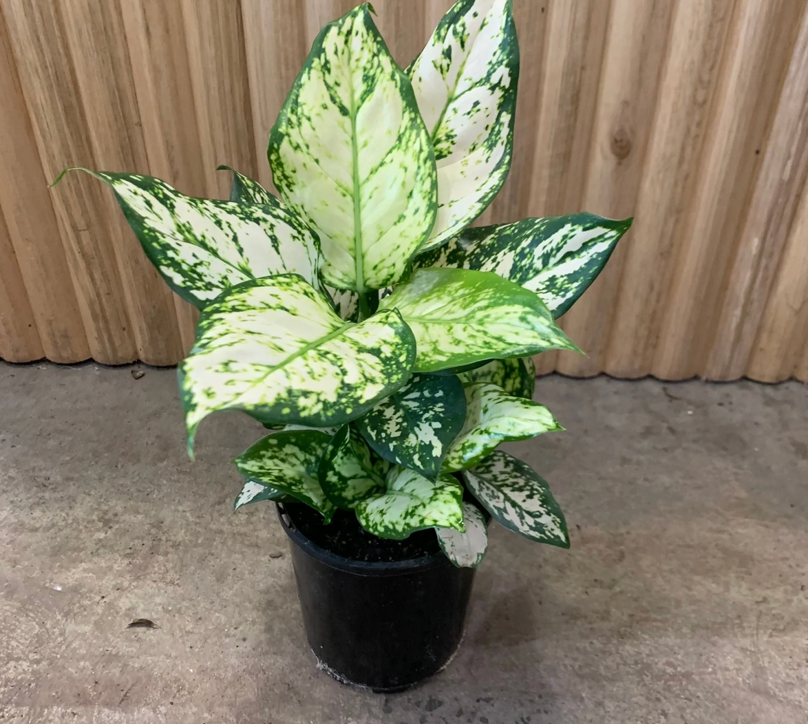 Aglaonema Snow White