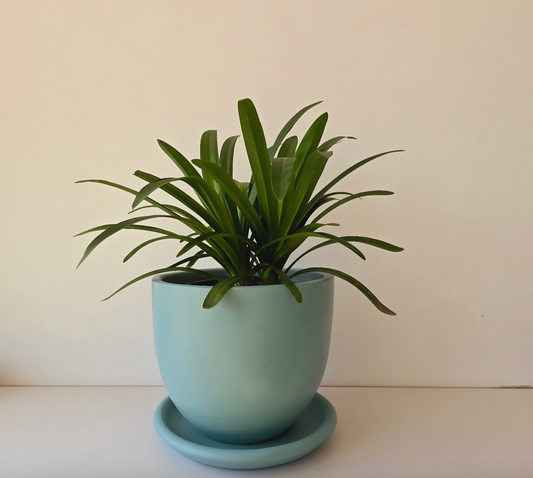 African lily
