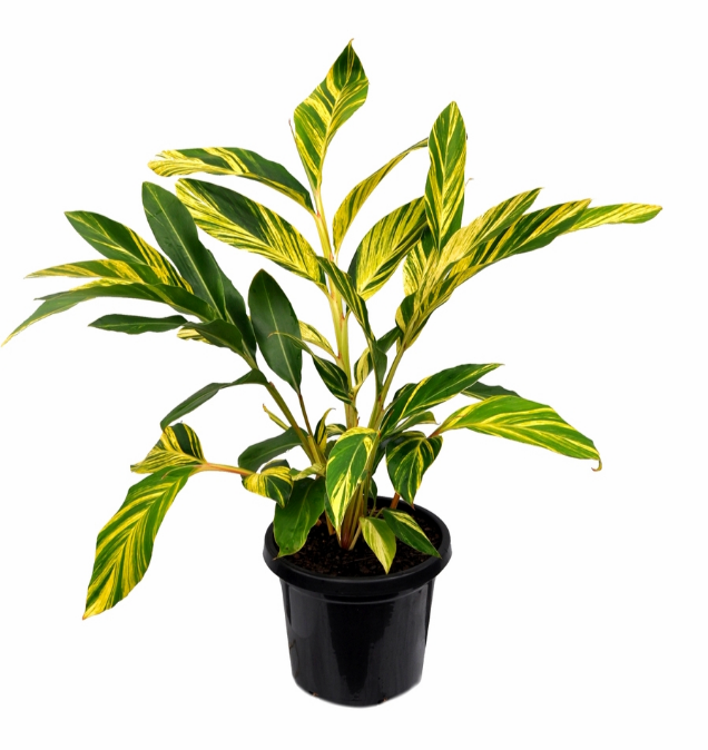 Alpinia, Variegated