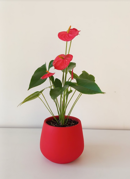 Red Anthurium