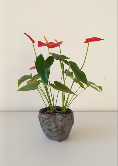 Red Anthurium