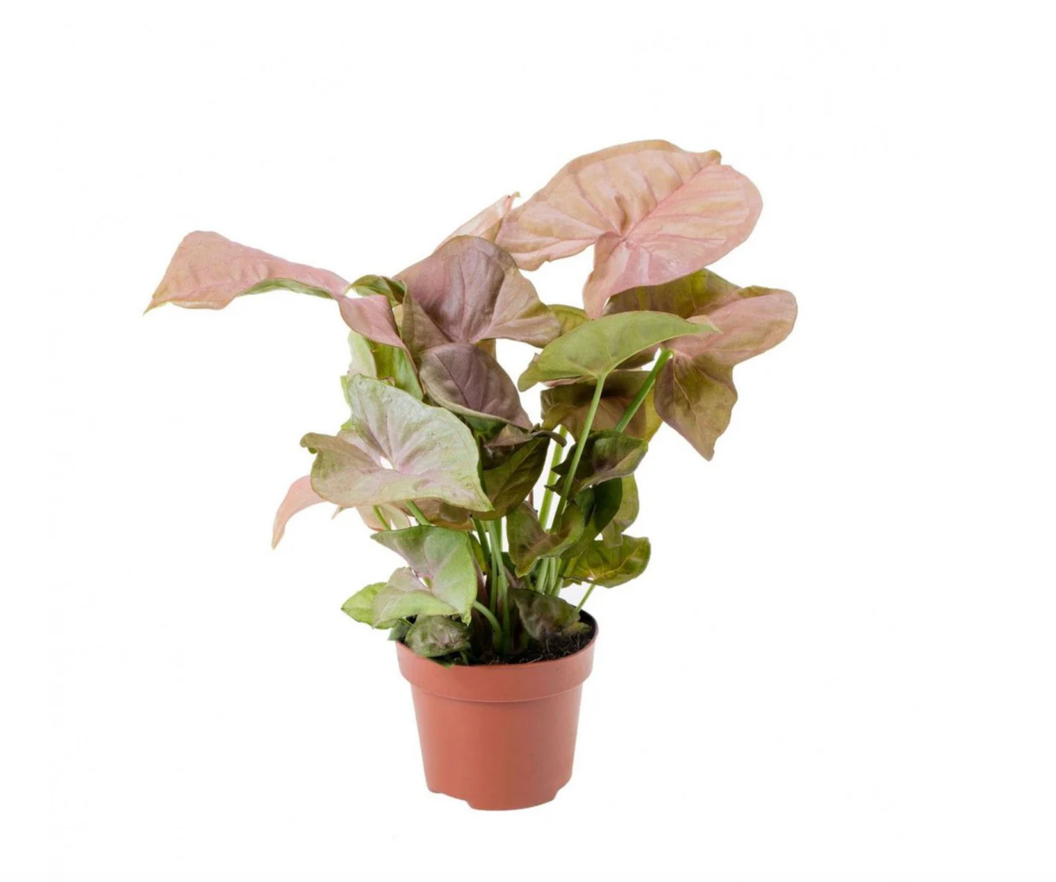 Pink Syngonium