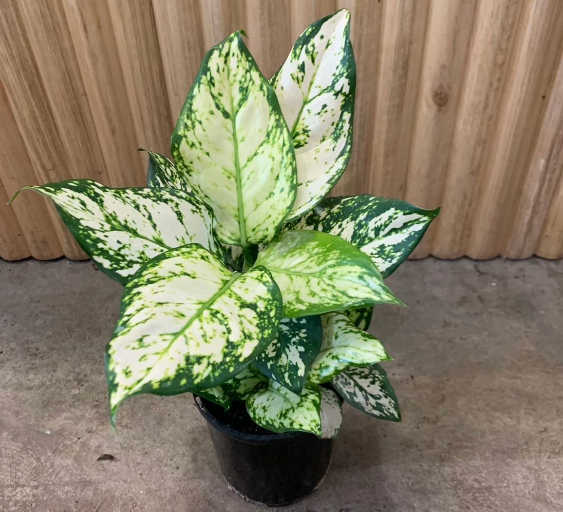 Aglaonema Snow White