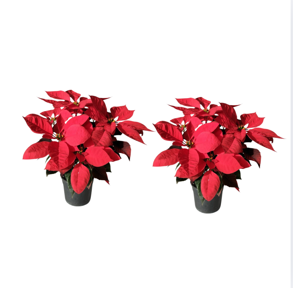 Christmas Poinsettia Bundles