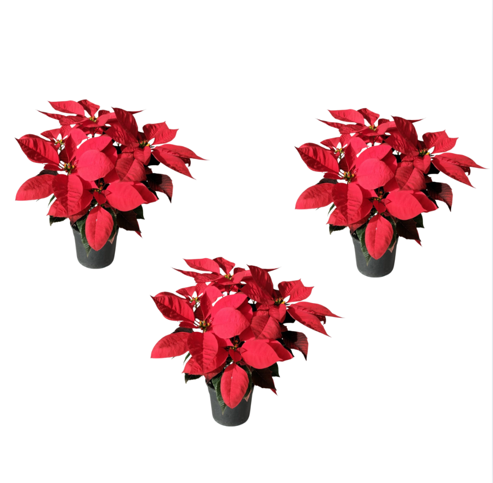 Christmas Poinsettia Bundles
