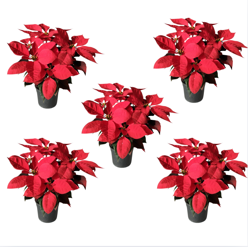 Christmas Poinsettia Bundles