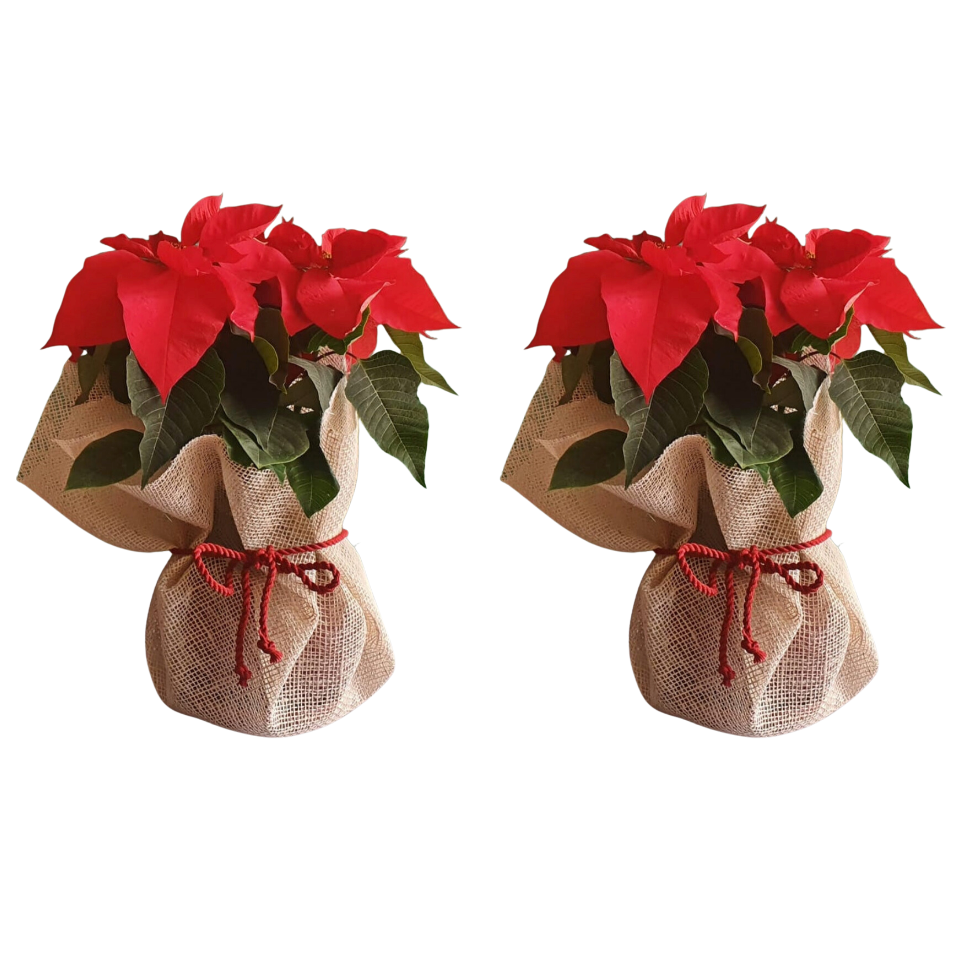 Christmas Poinsettia Bundles