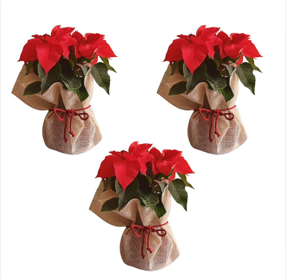 Christmas Poinsettia Bundles