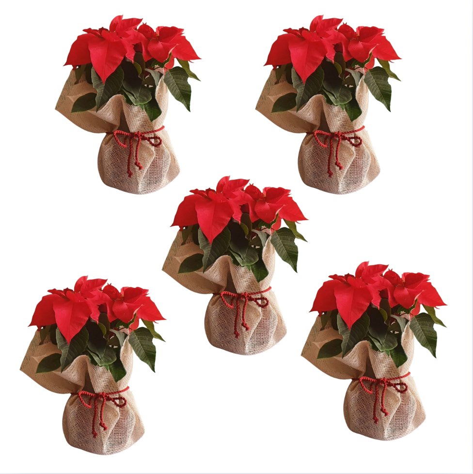 Christmas Poinsettia Bundles