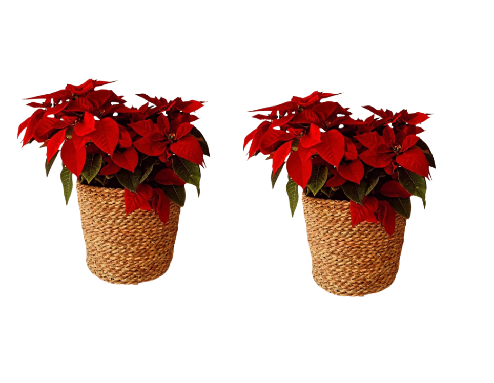 Christmas Poinsettia Bundles