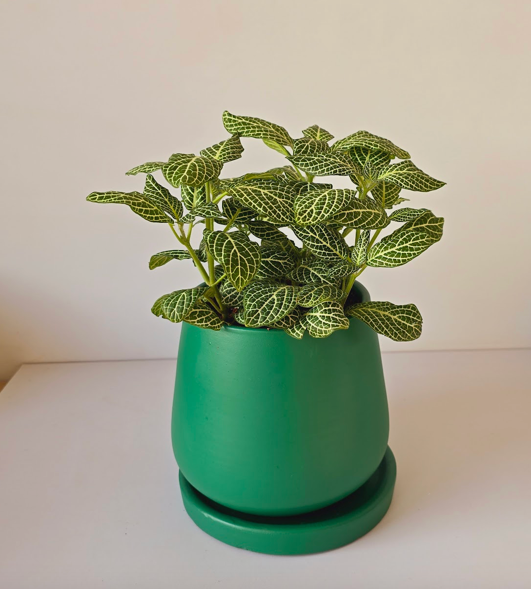 Fittonia