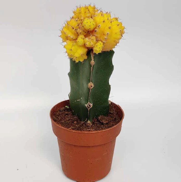 Yellow Moon cactus