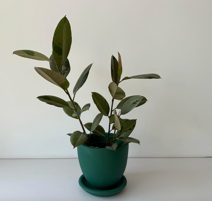 Ficus Rubber Tree Variegated