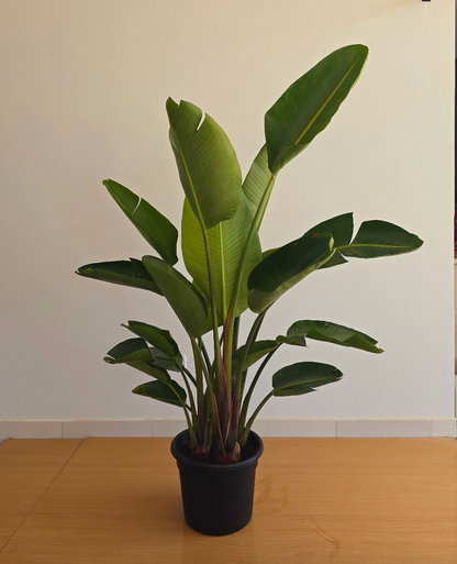 Strelitzia nicolai