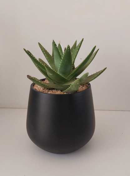 American Aloe