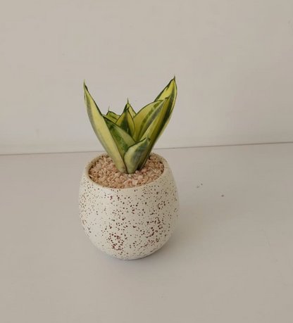 Snake Plant Gold Hanhi