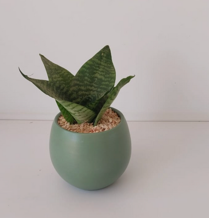 Snake Plant Small