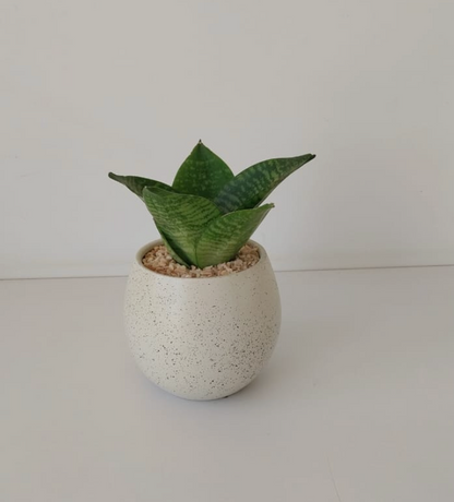 Snake Plant Small