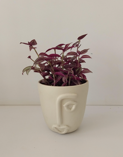 Tradescantia
