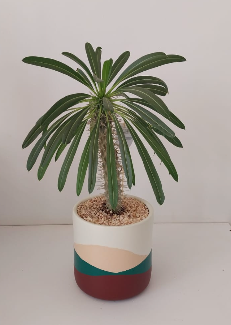Madagascar Palm