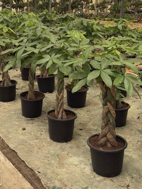 Money Tree - Large