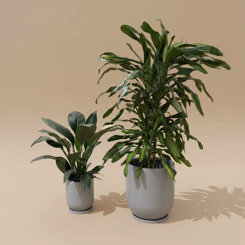 Low Light Plant Duos - Large Size - Plantcultcairo