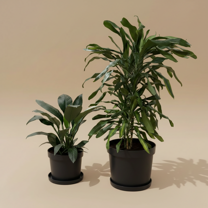 Low Light Plant Duos - Large Size - Plantcultcairo