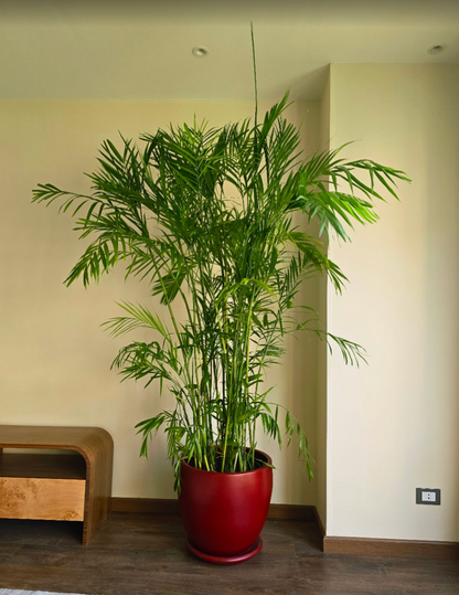 Chamaedorea Elegans