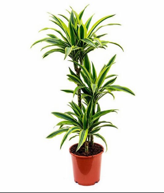 Dracaena Lemon Lime