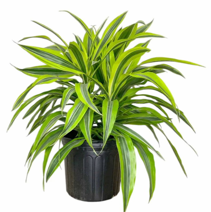 Dracaena Lemon Lime