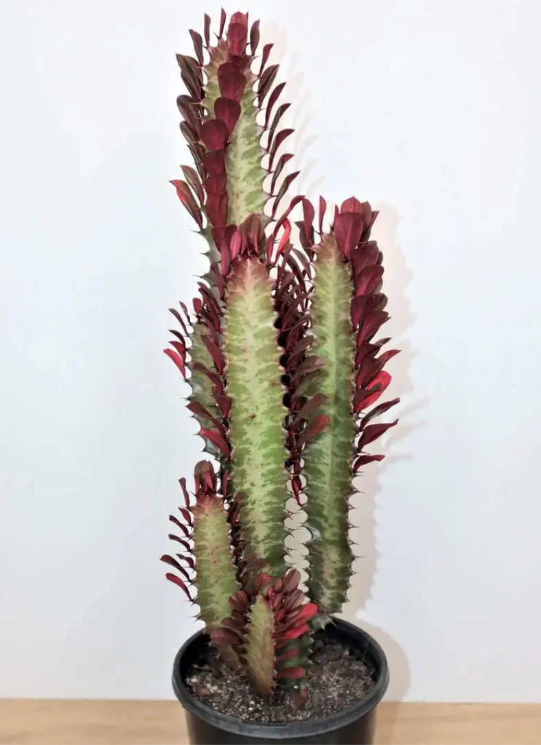 Euphorbia Trigona Rubra