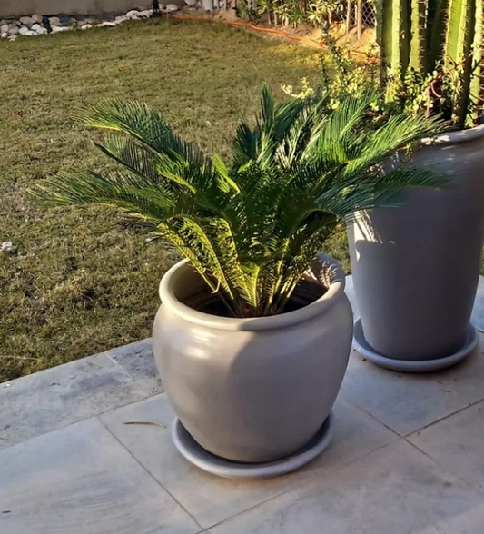Cycas